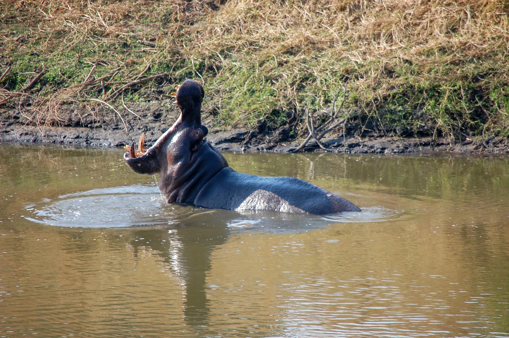 20120731   Sudafrica 0532